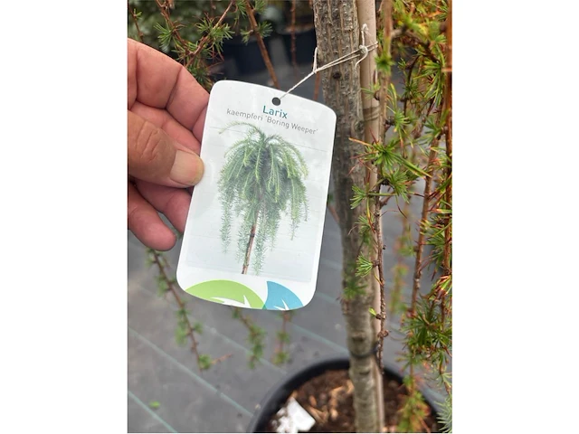Larix - afbeelding 2 van  2