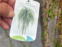 Larix - afbeelding 2 van  2