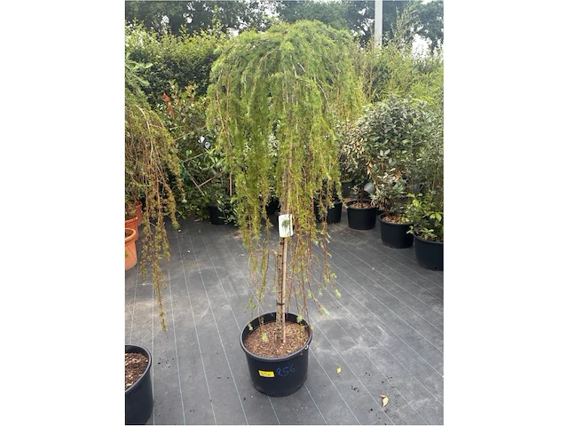 Larix - afbeelding 1 van  2