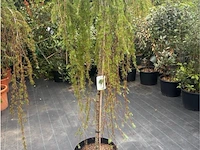 Larix - afbeelding 1 van  2