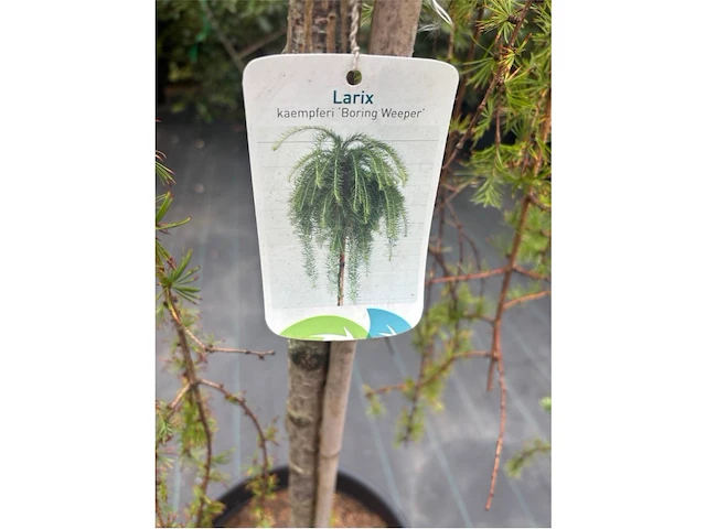 Larix - afbeelding 2 van  2