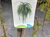 Larix - afbeelding 2 van  2
