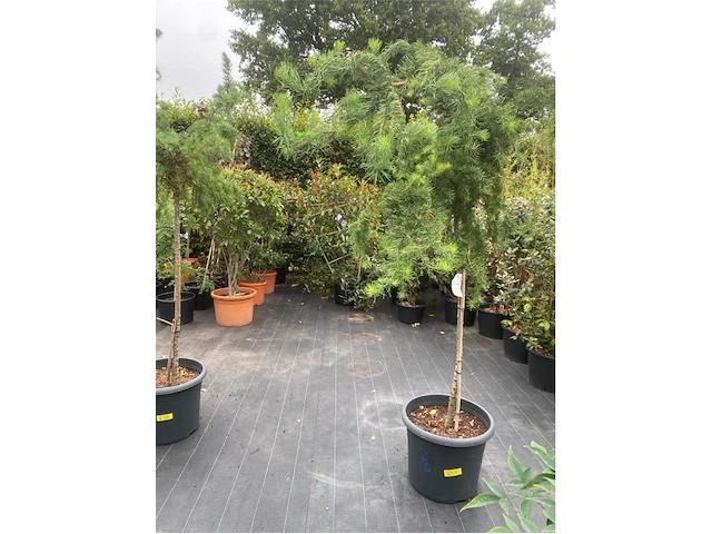 Larix - afbeelding 1 van  2