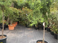 Larix - afbeelding 1 van  2