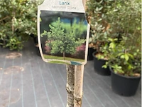 Larix - afbeelding 2 van  2