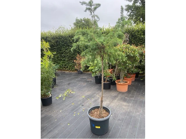 Larix - afbeelding 1 van  2