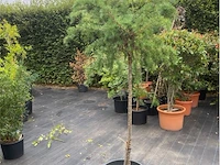 Larix - afbeelding 1 van  2