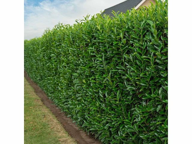 Laurier elly (ca. 125-150cm) haag (40x) - afbeelding 1 van  5
