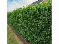 Laurier elly (ca. 125-150cm) haag (40x) - afbeelding 1 van  5