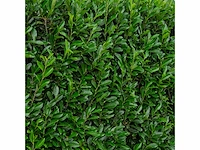 Laurier elly (ca. 125-150cm) haag (40x) - afbeelding 2 van  5