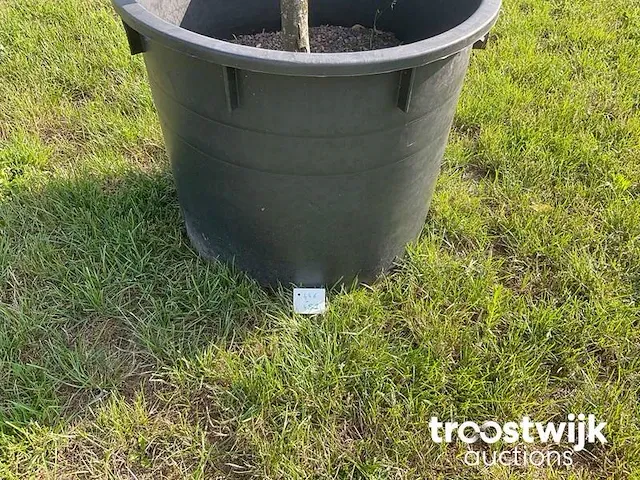 Laurier met pot - afbeelding 2 van  2