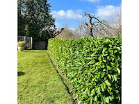 Laurier rotundifolia (ca. 125-150cm) - hedge (20x) - afbeelding 3 van  5
