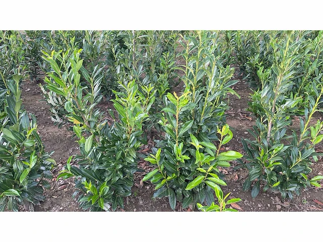 Laurier rotundifolia (ca. 125-150cm) haag (40x) - afbeelding 1 van  2