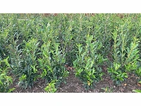 Laurier rotundifolia (ca. 125-150cm) haag (40x) - afbeelding 2 van  2