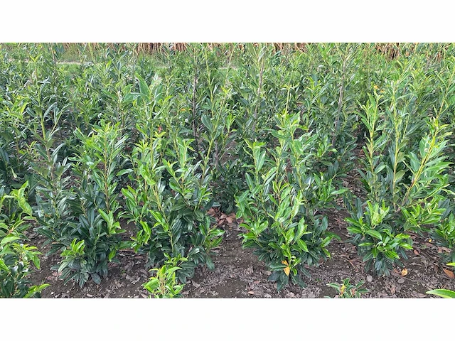 Laurier rotundifolia (ca. 125-150cm) haag (50x) - afbeelding 4 van  5