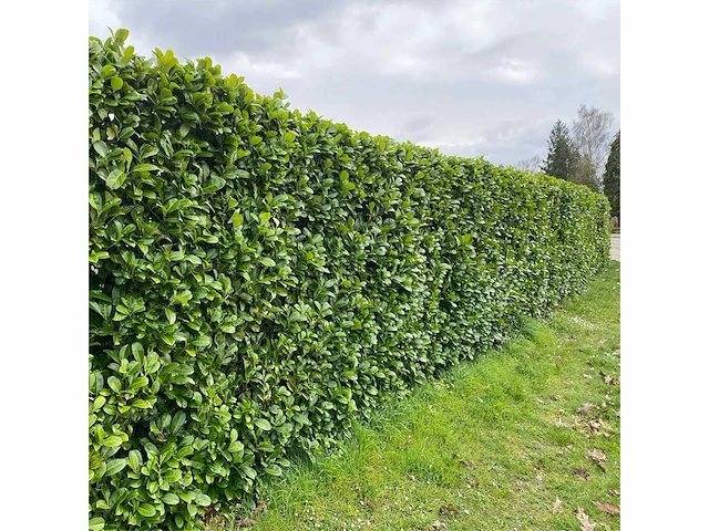 Laurier rotundifolia (ca. 125-150cm) haag (50x) - afbeelding 1 van  4