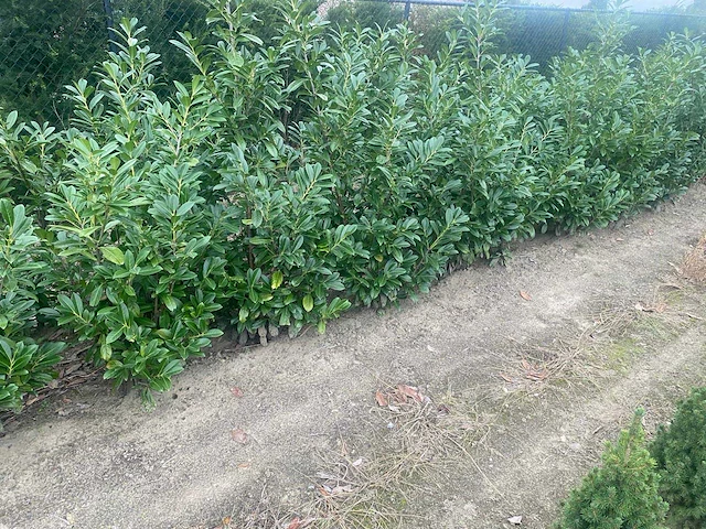 Laurier rotundifolia (ca. 125-150cm) haag (50x) - afbeelding 4 van  4