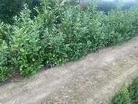 Laurier rotundifolia (ca. 125-150cm) haag (50x) - afbeelding 4 van  4