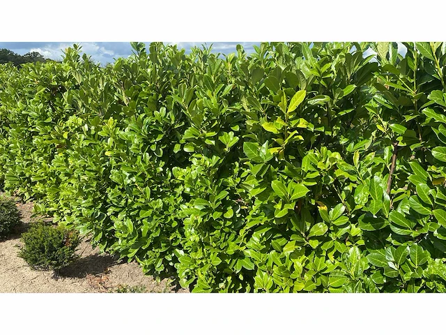 Laurier rotundifolia (ca. 150-175cm) haag (50x) - afbeelding 1 van  3