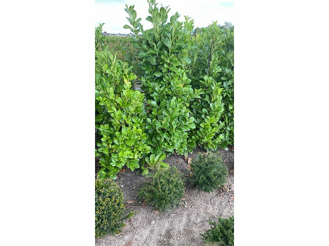 Laurier rotundifolia (ca. 150-175cm) haag (50x) - afbeelding 2 van  3