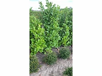 Laurier rotundifolia (ca. 150-175cm) haag (50x) - afbeelding 2 van  3