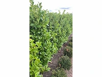 Laurier rotundifolia (ca. 150-175cm) haag (50x) - afbeelding 3 van  3