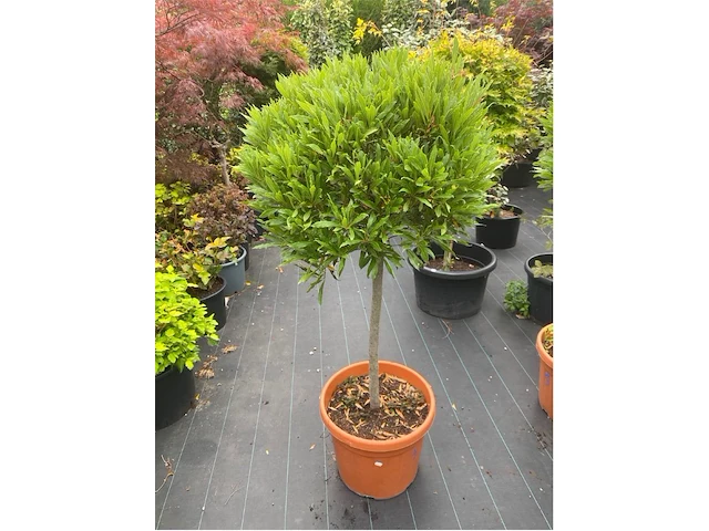 Laurus nobulus - afbeelding 1 van  1