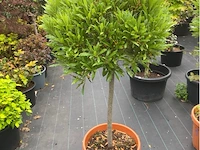 Laurus nobulus - afbeelding 1 van  1