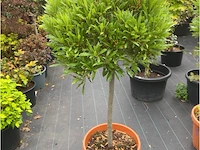 Laurus nobulus - afbeelding 1 van  1