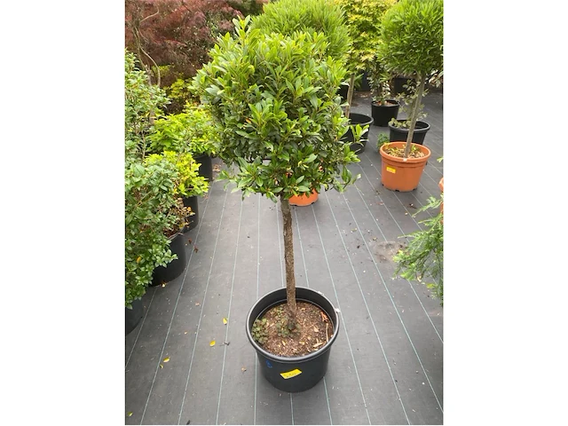 Laurus nobulus - afbeelding 1 van  1