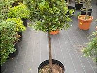 Laurus nobulus - afbeelding 1 van  1