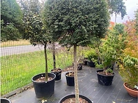 Lechustrum - afbeelding 1 van  1