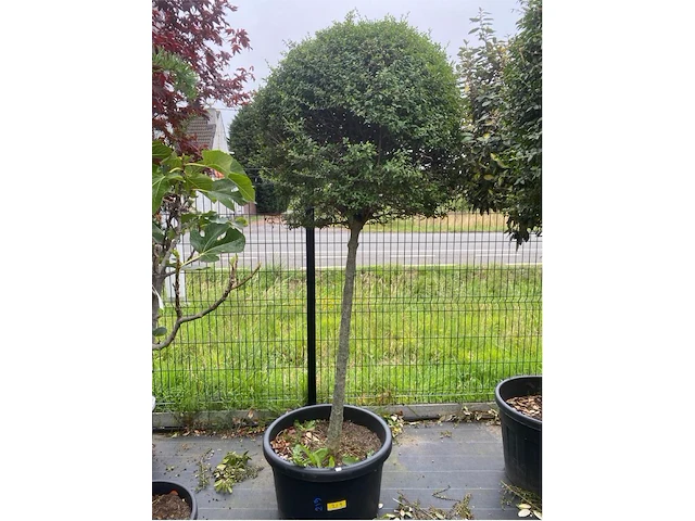 Lechustrum - afbeelding 1 van  1