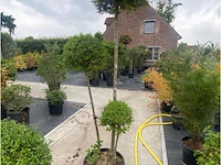Lechustrum - afbeelding 1 van  1