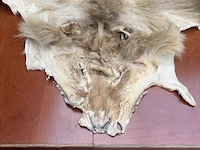 Leeuwenvel - afbeelding 3 van  7