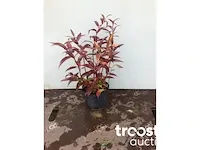 Leucothoe - afbeelding 1 van  1