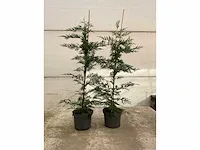 Leylandii 100/125 vaste plant (100x)