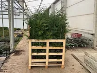 Leylandii 100/125 vaste plant (100x) - afbeelding 1 van  5