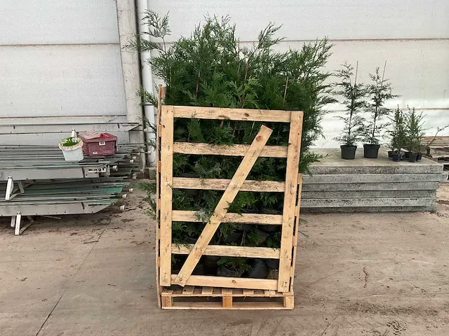 Leylandii 100/125 vaste plant (100x) - afbeelding 3 van  5