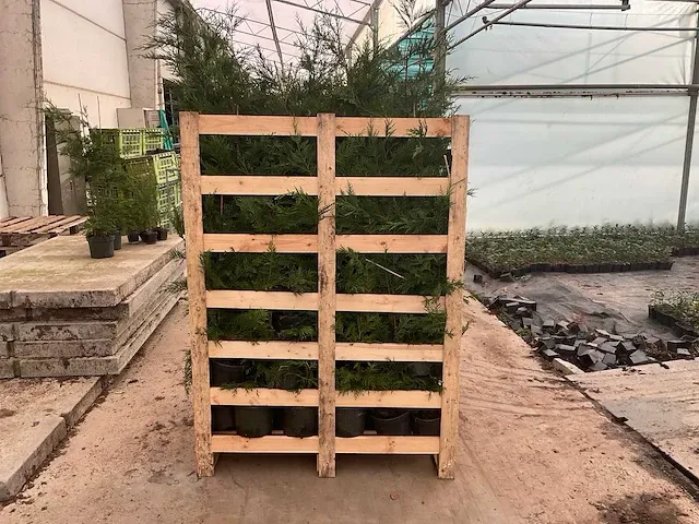 Leylandii 100/125 vaste plant (100x) - afbeelding 4 van  5