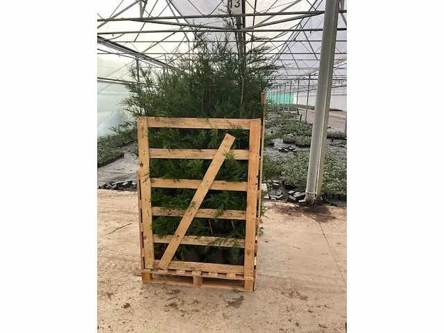 Leylandii 100/125 vaste plant (100x) - afbeelding 2 van  5
