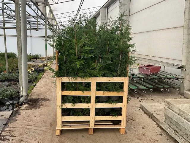Leylandii 100/125 vaste plant (100x) - afbeelding 1 van  5