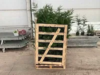 Leylandii 100/125 vaste plant (100x) - afbeelding 3 van  5
