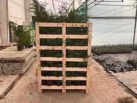 Leylandii 100/125 vaste plant (100x) - afbeelding 4 van  5