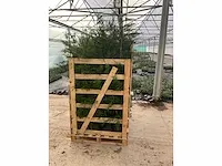 Leylandii 100/125 vaste plant (100x) - afbeelding 2 van  5