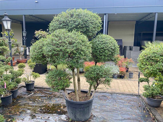 Ligistrum jonandrum of delavayanum boom - afbeelding 1 van  3