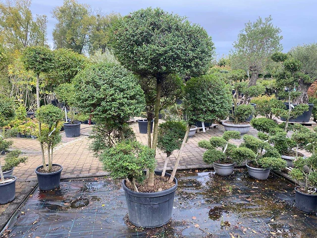 Ligistrum jonandrum of delavayanum boom - afbeelding 2 van  3