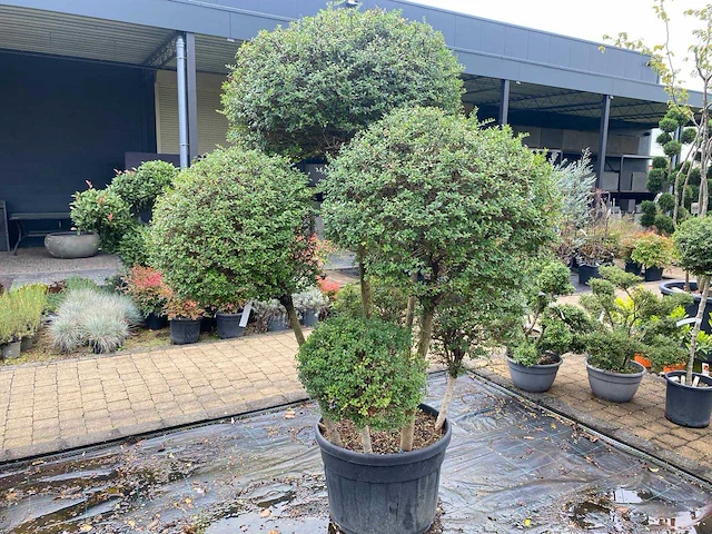 Ligistrum jonandrum of delavayanum boom - afbeelding 3 van  3