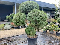 Ligistrum jonandrum of delavayanum boom - afbeelding 3 van  3