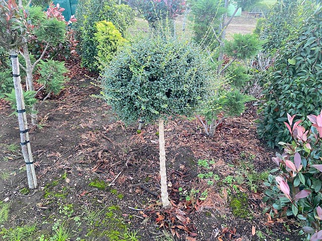 Ligustrum bolvorm op stam (met kluit) sierboom - afbeelding 1 van  1